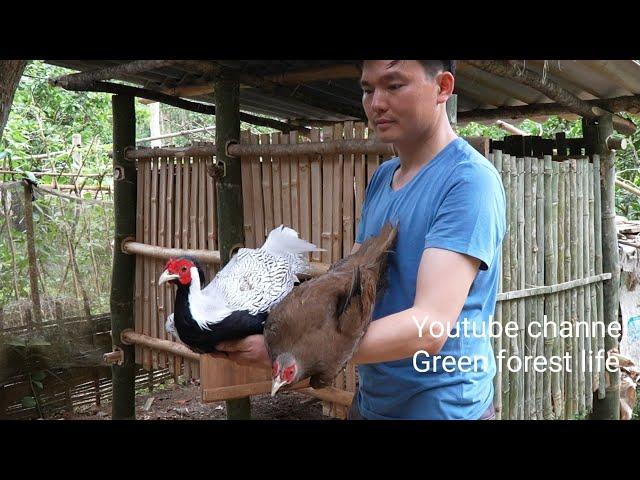 Build a bamboo house to raise white pheasants.  Robert |  Green forest life