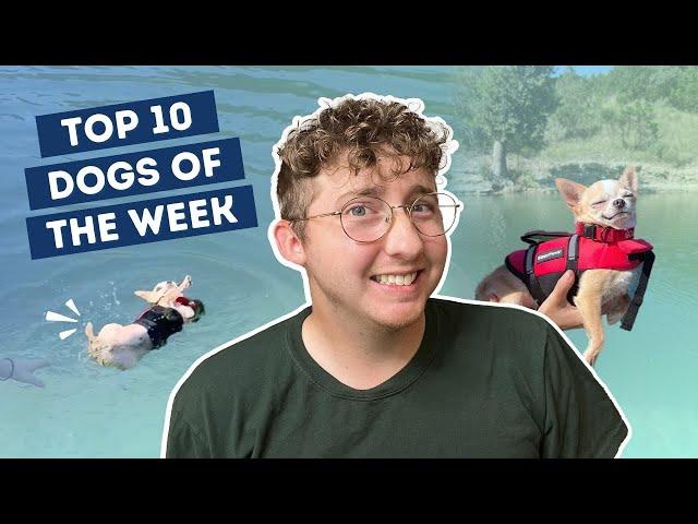 Chihuahua Fails First Swimming Attempt Despite Best Efforts | Top 10 Dogs of the Week!