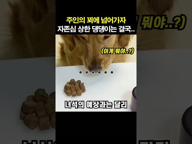 주인의 꾀에 넘어가자 자존심 상한 댕댕이는 결국..