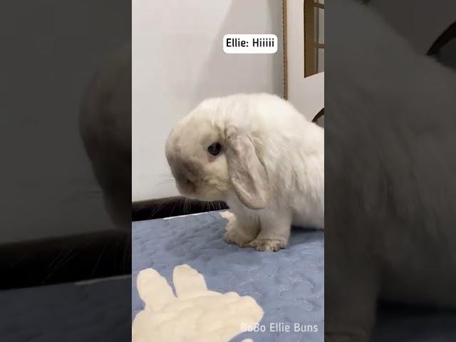 Greeting my bunny in the morning ️