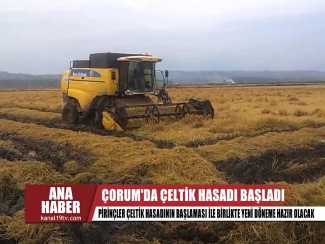 ÇELTİK HASADI BAŞLADI