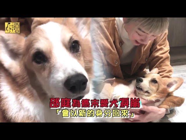 邵庭為癌末愛犬淚崩 「會以新的身分回來」