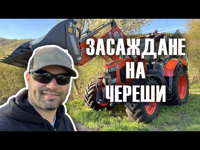 Засаждане на череши с трактор Kubota | Cherry trees planting with Kubota tractor