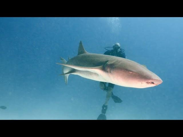 Scuba Shack Maldives trip 2024