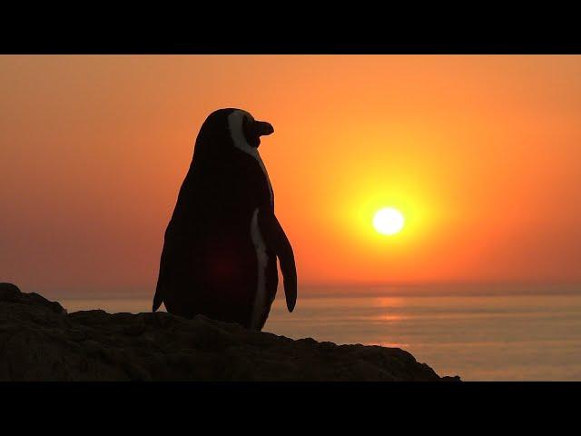 Namibia's Ocean Treasures: A Journey Through the Benguela Current Ecosystem