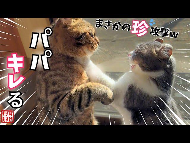 【爆笑】初めてブチギレたパパ猫の攻撃が斬新すぎて腹筋崩壊