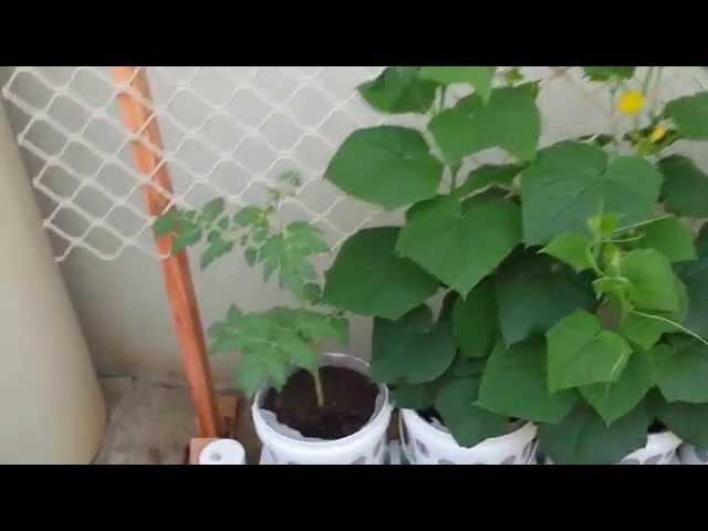 Hi Micks AQUAPONICS video 8