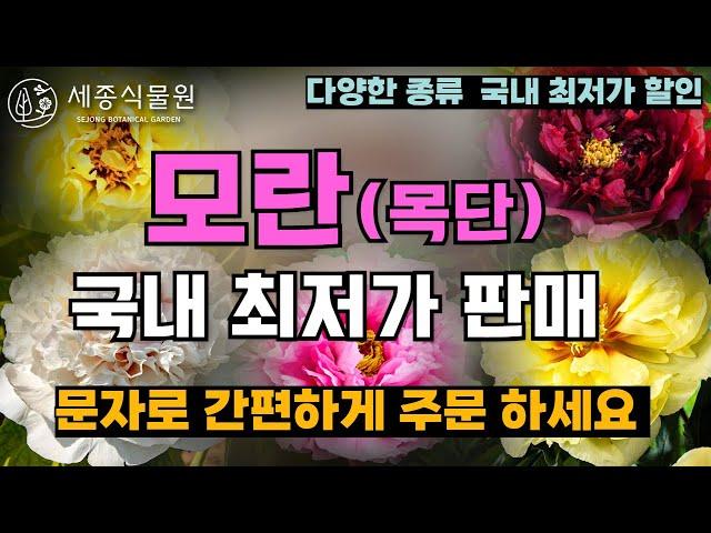 부자 되는 부귀화 모란 목단 국내 최저가 판매 합니다. 문자로 간편하게 주문가능  #목단 #모란 #정원관리 #정원꾸미기 #정원 #식물 #꽃 #작약 #식집사 #정원가꾸기