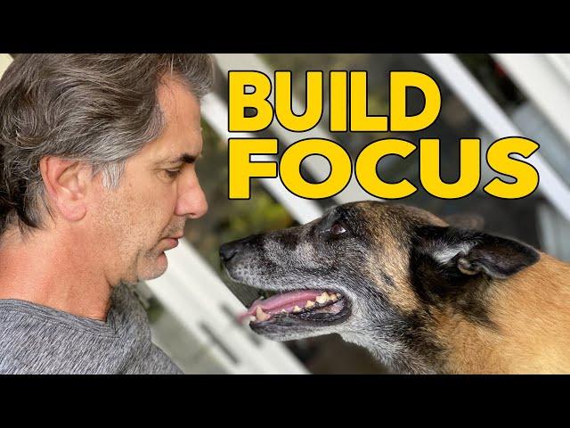 Build Focus and Connection with Your DOG