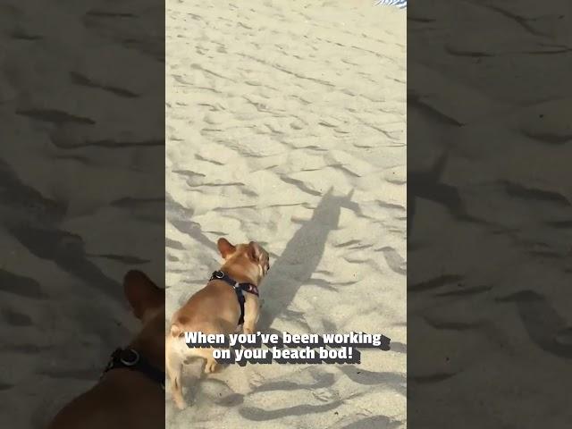 French Bulldog Puppy Says Hello To Beachgoers