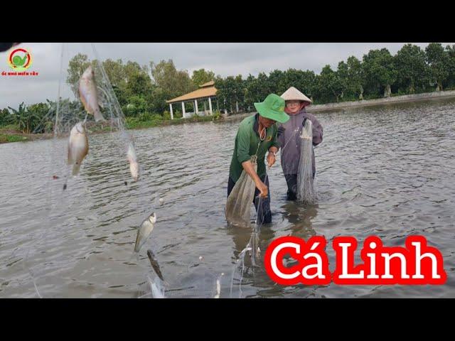 Lội Nước Lên Đồng Giăng Lưới CÁ LINH Gỡ Cá Mỏi Tay_Cá Dính Đầy Lưới | ỐcNhỏMiềnTây #21