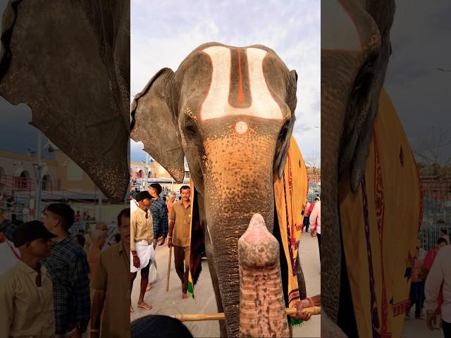 Govinda govinda ️ #love #tirupati #tirumala #venkateswara #ttd  #balaji #blessed #god ️