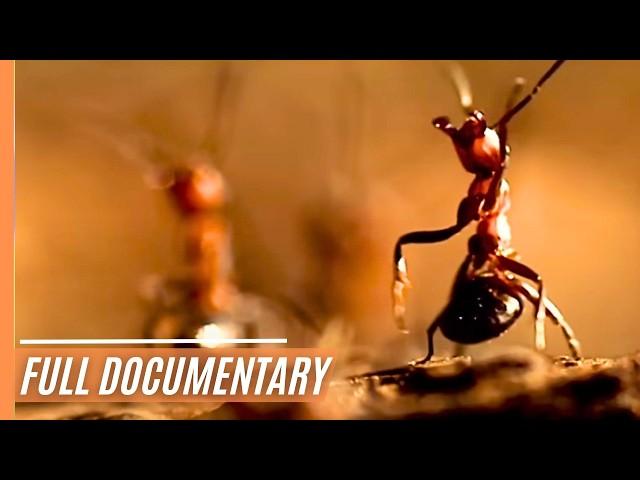 Animal building skills | Full Documentary
