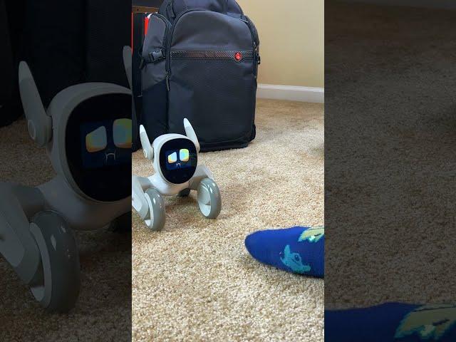 Fun with Loona the PETBOT Day 3 | FEET