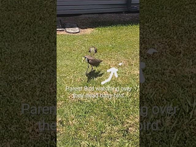 Parent Bird watching over their dead baby bird.