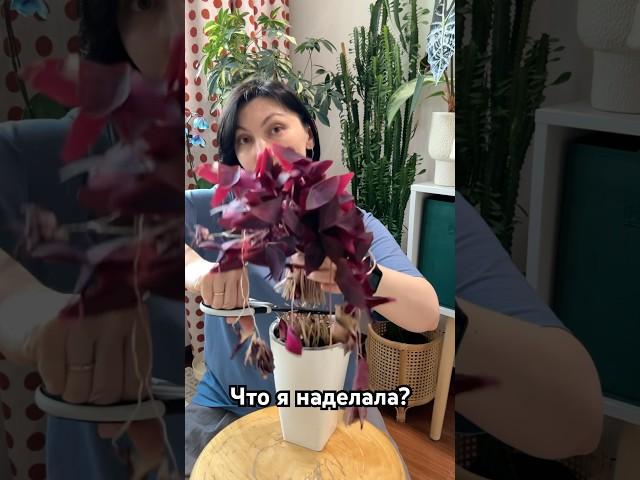 Что же я наделала? Загубила цветок? #оксалис #кислица #цветывдоме #plants #oxalis #цветоводство