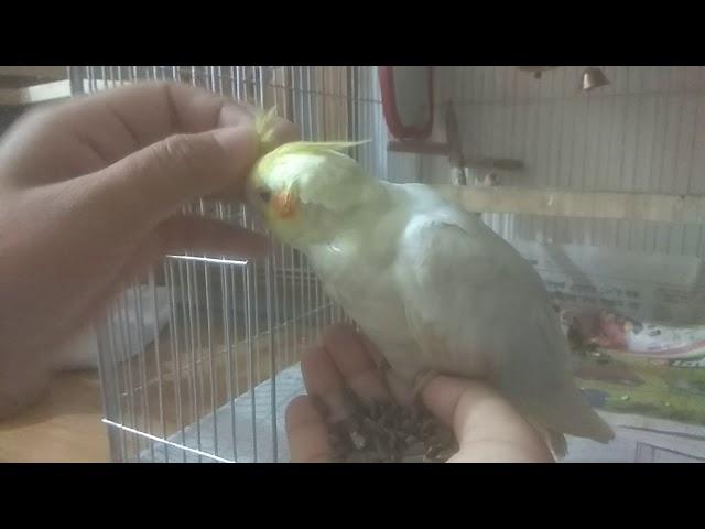 How to Take Care of a Cockatiel