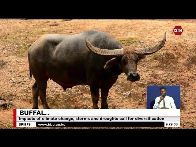 Kenya adds domesticated Water Buffalo to the Menu