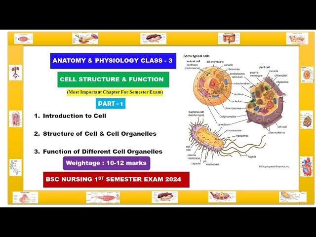 Anatomy and Physiology Class - 3 | Cell structure and function | Cell organelles#nursing#viral