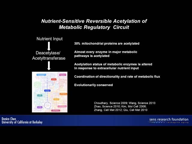 Sirtuin regulation of metabolism and stem cells - Danica Chen