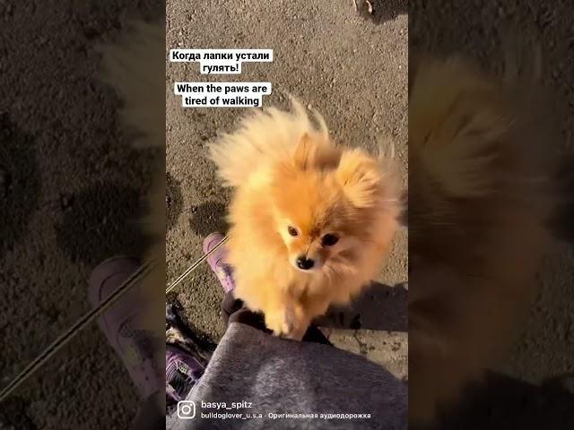 Когда лапки шпица устали гулять!