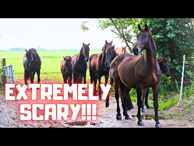 Extremely scary!!! We are definitely not going there! Rising Star⭐ with new boots | Friesian Horses