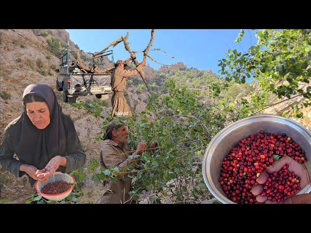 lRAN nomadic life: Jahangir's journey to the forest to harvest wild cherries in the mountains