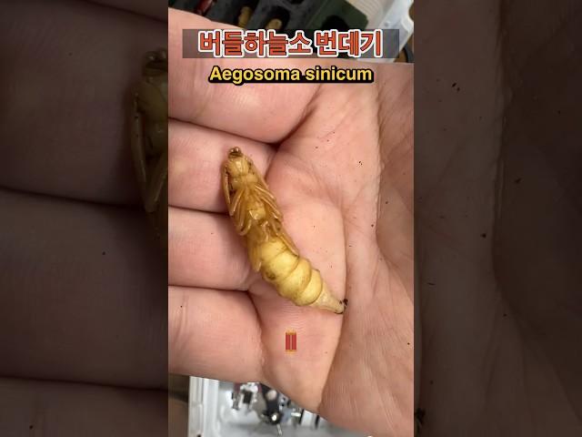 [다살이] 버들하늘소 번데기의 꿈틀거림! 보셨나요?? Pupa wiggling!