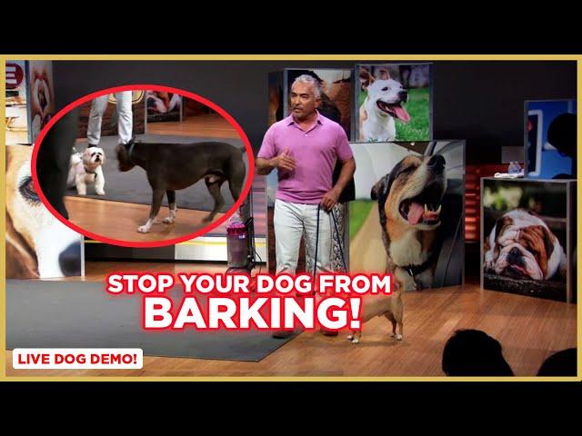 How to Stop Your Dog From Barking | Dog Nation