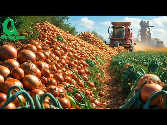 BILLIONS of Pounds of Onions Harvested THIS Way! Modern Agriculture Technology