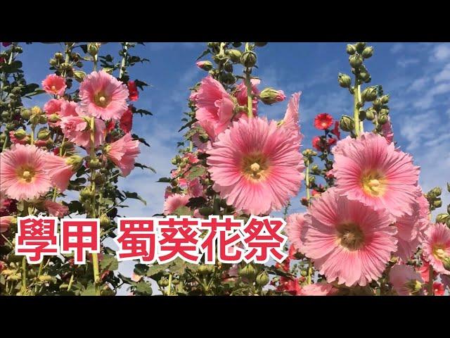 台南學甲蜀葵花季 2020/03/06