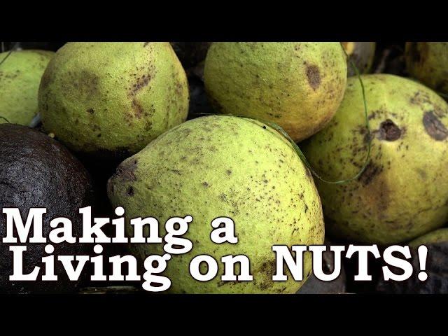 Busting NUTS (Everything you need to know)! | Black Walnuts as Wild EDIBLE Survival Food!