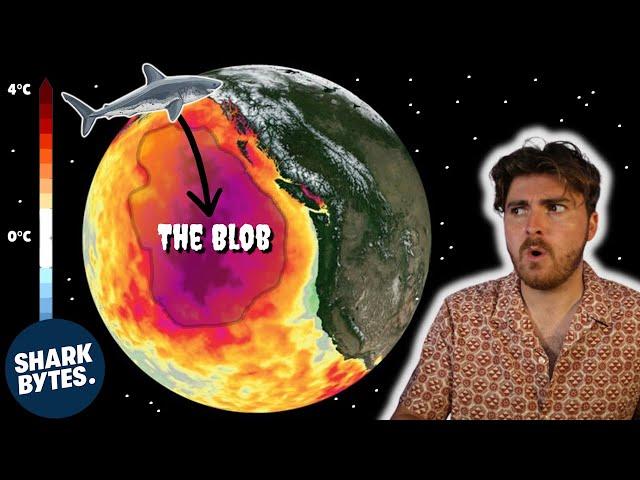 Shark Solves Mysterious Ocean Anomaly: The Blob