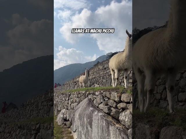 Have you ever been to Machu Picchu? #machupicchu #perutravel