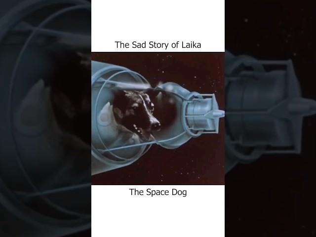 That Sad Story of Laika !