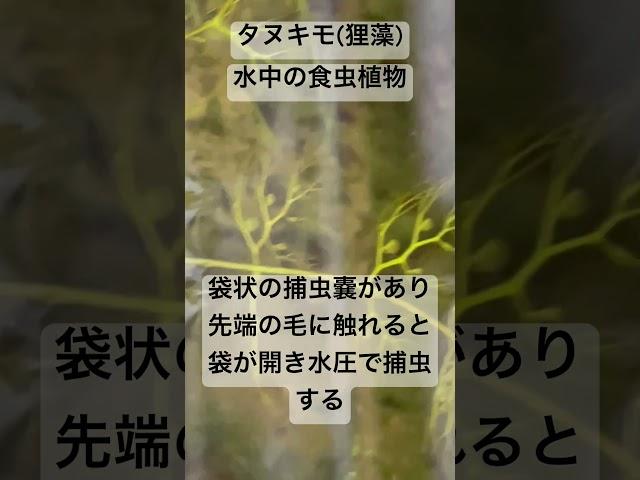 タヌキモ属#食虫植物 #水中植物#Bladderworts #Utricularia