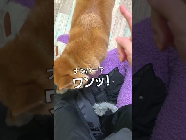 飼い主を放し飼いする柴犬こまちゃん#shorts