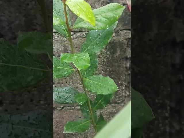 Bay Laurel Plant #bayleaf  #plants #shorts #ilovegardening #urbangardening