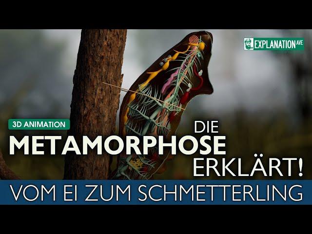 DIE METAMORPHOSE ERKLÄRT - 3D Animation - Vom Ei zum Schmetterling 