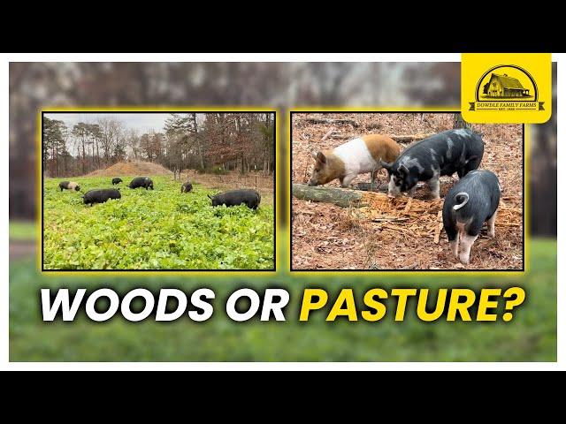 Are Pigs Better in Pasture or Wooded Lots