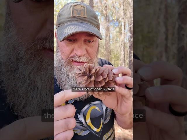 You’ll Never Look at a Pinecone the Same Again