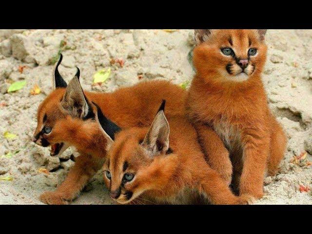 14 RAREST Cat Breeds In The World!