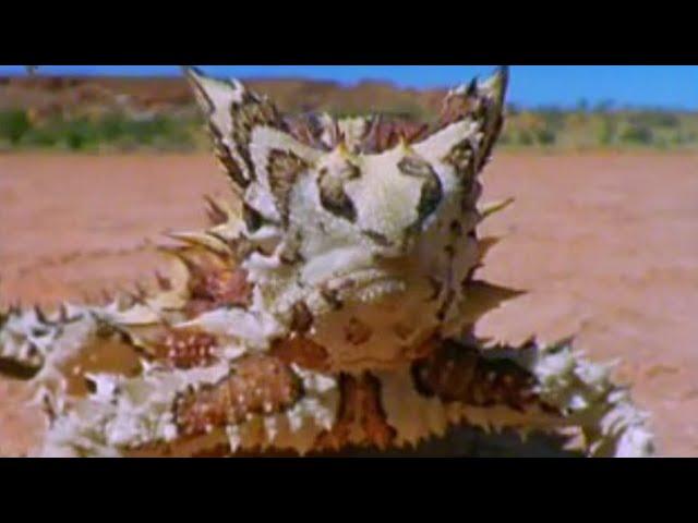 Fish and Frogs Living out of Water | BBC Studios