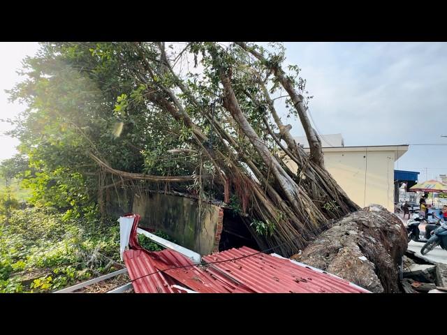 Cutting down a 100-year-old banyan tree knocked down by a storm - Everyone joins in cleaning up