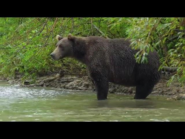 Дикая природа России Wildlife in Russia National Geographic 4K Ultra HD.mp4