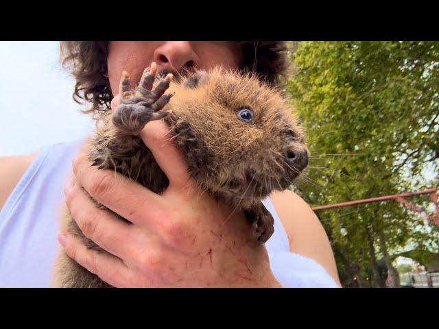 Rescuing Another Baby Beaver (Infinite Beaver Glitch)