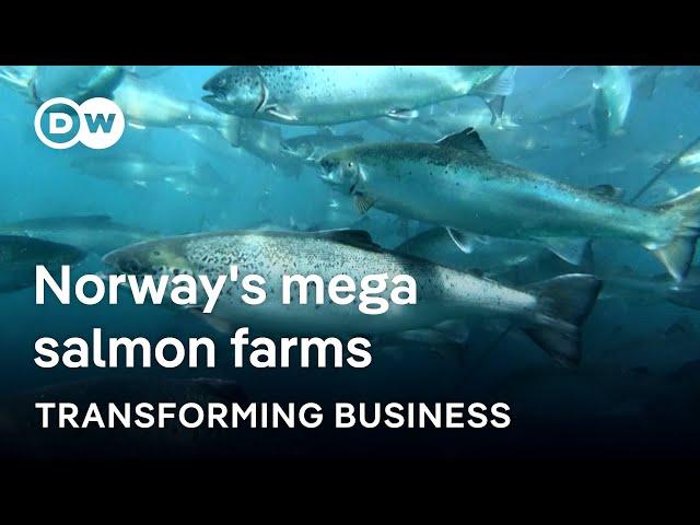 Can tech solve the biggest threats in the booming salmon industry? | Transforming Business