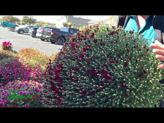 Randazzo Fresh Market has mums that will #mums #falldecor #falldecorations #randazzo #randazzofr...