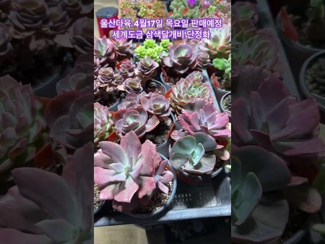 울산다육 4월17일 판매방송 진행흡니다 #울산다육 #plants #울산금다육 #선인장 #succulent #다육이 #garden #유튜브 #gardening #국민다육