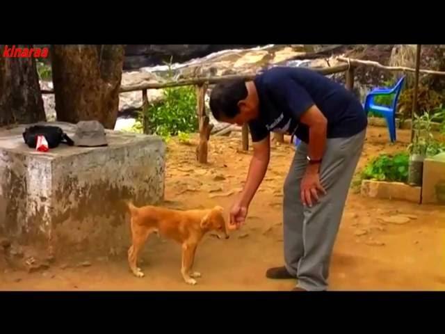 GLIMPSES OF DIVINE NATURE  HD